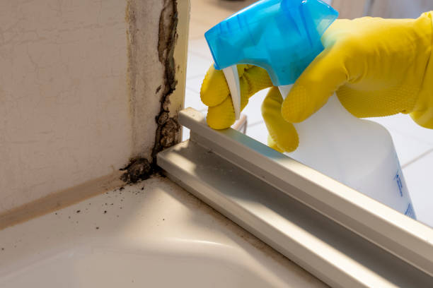 Summersville, WV Mold Removal Company