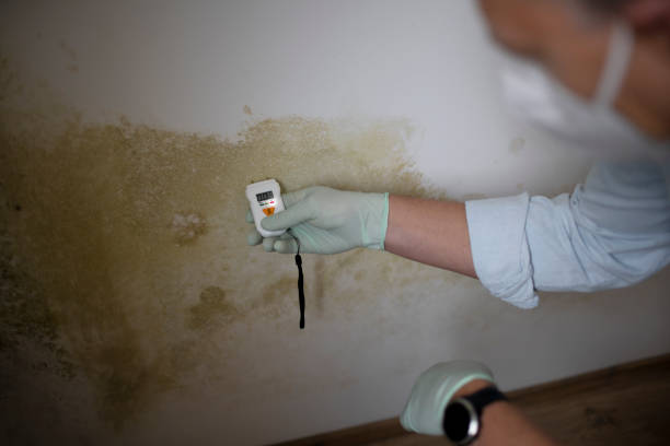 Best Mold Cleaning Services  in Summersville, WV