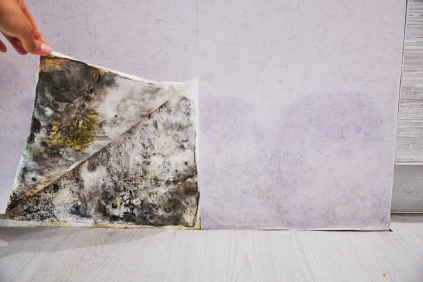 Reliable Summersville, WV Mold Removal Solutions